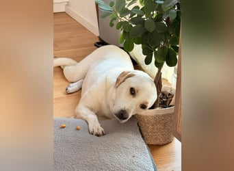 Bella Mischlingshündin ca. 3 Jahre alt in 72072 Tübingen