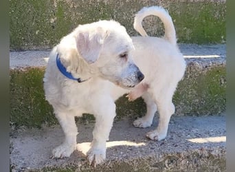 Teddy ❤️ lieb, aktiv - Malteser-Mix Rüde
