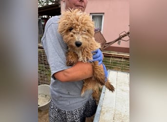 Ariko, verspielter Maltipoo Welpe geb. 2025