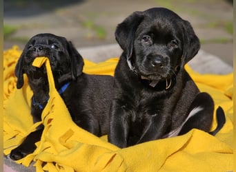 Edle Labrador Welpen mit Ahnentafel, Nachkommen von Champions
