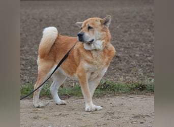 *RESERVIERT**-Kleine Knautschnase „Leon“ (Sharpei-Mix), ca. 13 Jahre alt, gut verträglich, sehr lieb