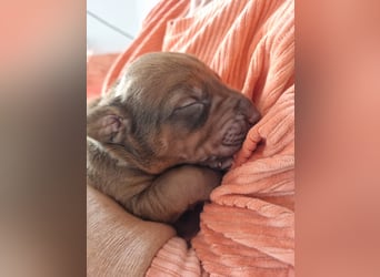 Rhodesian Ridgeback Welpen *livernose* 19./20.Mai2025