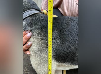 Dorisz, geboren 22.01.2024, 49cm sucht ihr Glück