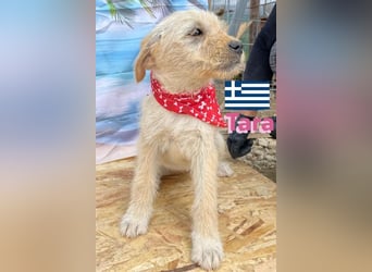 Tara, geb.01/25 - aufgeschlossenes Hundemädchen sucht ihre Familie