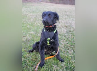 Schnuckelige DAYA hat das Potential zum Herzenshund