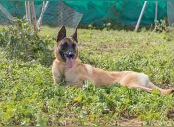 AMILA ❤️ wunderbare Malinois Dame, Pflegefamilie Kempen