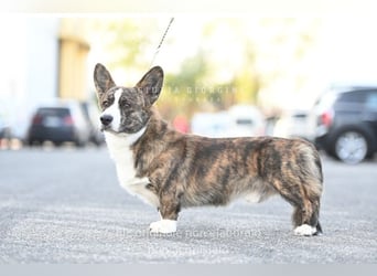Welsh Corgi Cardigan puppies