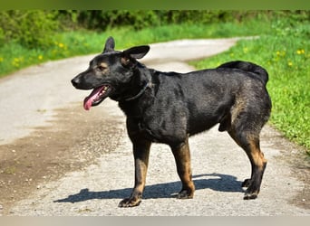 Billy S271 gewinnt jedes Herz