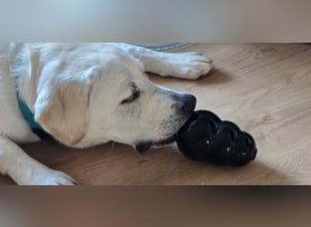 Der hübsche Marlon sucht ein neues Zuhause