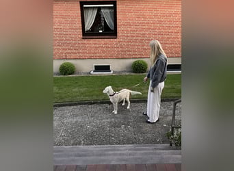 Wunderschöne Goldene Retriever Hündin - 6 Monate