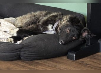 Laroche - Dein neuer bester Hundekumpel (32051 Herford)