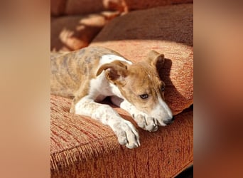 Lucky - ein Welpe sucht sein Körbchen