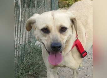 Asya - fröhliche, verspielte, dreibeinige Labrador Retriever-Mix Hündin / zur Zeit noch in Rumänien