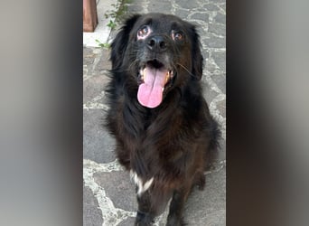 Baloo