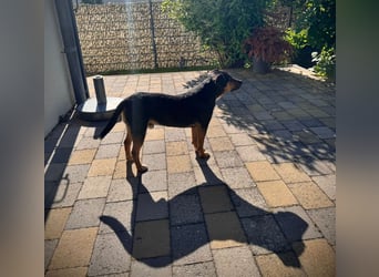 Beppi der wundervollste Schatz