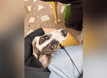 Süßer Leo sucht sein Zuhause