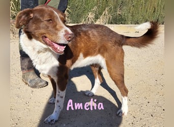 Amelia 08/2018 (ESP) - bezaubernde, ausgeglichene und soziale Hütehund-Mix Hündin!