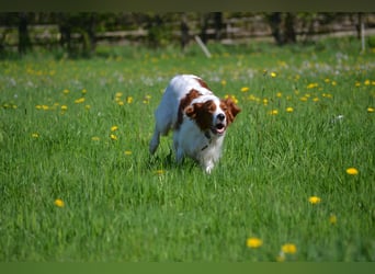 Sportlicher Familienhund - Irish Red and White Setter