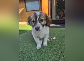 Nell - auf den Feld gefunden