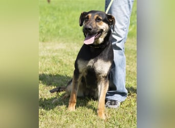 Eszti wurde ins Tierheim zurückgebracht, weil ihre Halter sie nicht auslasten konnten !