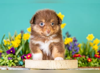 Kleinbleibende Miniature Australian Shepherd Welpen