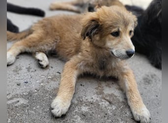 Fiete ❤️ verschmuster, offener Hundejunge