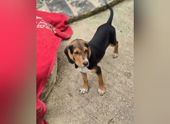 Filou sucht wundervolles Zuhause für immer!