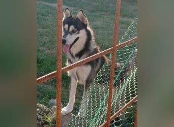 Husky Tedy: aktiv und lebensfroher Bub