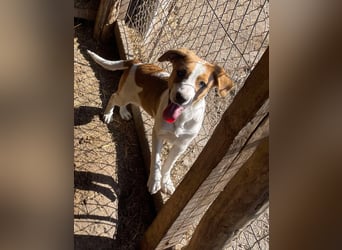 Herzensbrecher und Sunnyboy „Sammy“ - sucht seine Familie