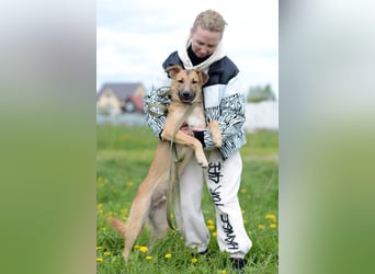 Treuer CESAR sucht seine Menschen