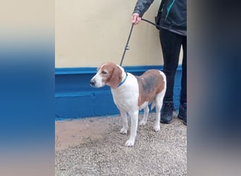 Linda, möchte endlich das Tierheim verlassen