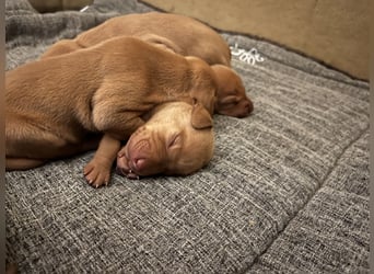 Magyar Vizsla Welpen