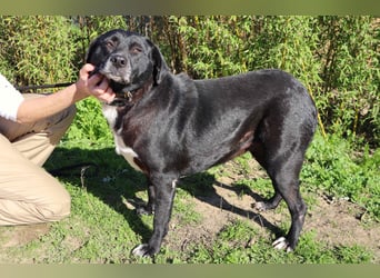 Josephine, Labrador-Mix, lieb und sozial