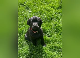1 Labrador Retriever Weibchen Welpe mit Ahnenpass, Eltern HD, ED, PL, OCD, Augen und Genetisch frei