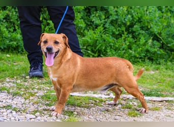 Albu, Mix Dackel / Pinscher, lieb und verträglich