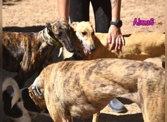 Alma6 geb. 05/2023 (ESP) - freundliche und verschmuste, zierliche Galga!