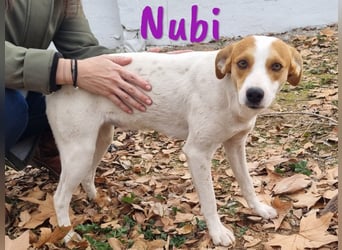 Nubi 06/2024 (ESP) - zauberhafte, verschmuste kleine Bodeguero-Mix Junghündin!
