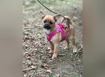 Peach - ein quirliges Welpenmädchen