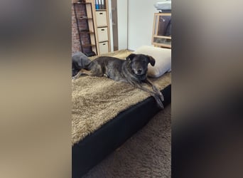 Elfie, Schäferhund-Mix, lieb und verträglich
