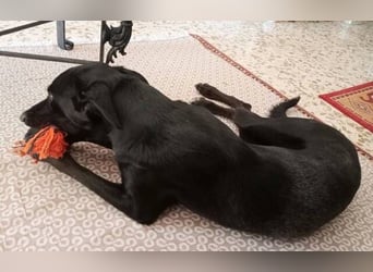 Chili (Spanien) – lebensfroher Galgo-Mischling sucht seine Familie