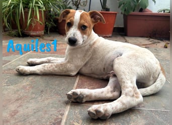 Aquiles1 01/2025 (ESP) - verspielter, aufgeschlossener Bodeguero-Mix Welpe!