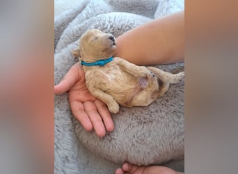 Maltipoo Welpen