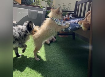 Scotty SR - quirliger Mini-Spitz sucht aktives Zuhause mit Herz