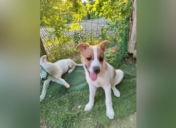 Carina sucht ihr für immer Zuhause