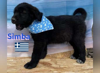 Simba,geb.02/25,griech.Hütehundebub sucht seine Familie,bereits auf PS in 66557 Illingen