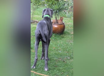 Aris aus Mönchengladbach - wunderschöner Deutscher Doggen Bub!