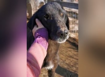 Vigor - sanfter Hundemann mit langen Beinchen