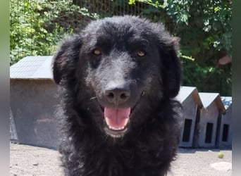 LENZI❤️unser kroat. Schäferhund-Mix-Rüde ist ein wahrer Sonnenschein!