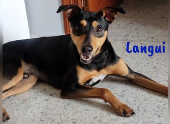 Langui 02/2024 (ESP Pflegestelle) - kinderlieber, verschmuster, witziger und kluger Bodeguero!