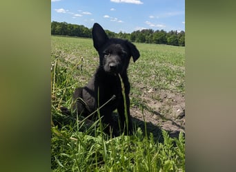 Deutscher schwarzer schäferhund mit Papieren
